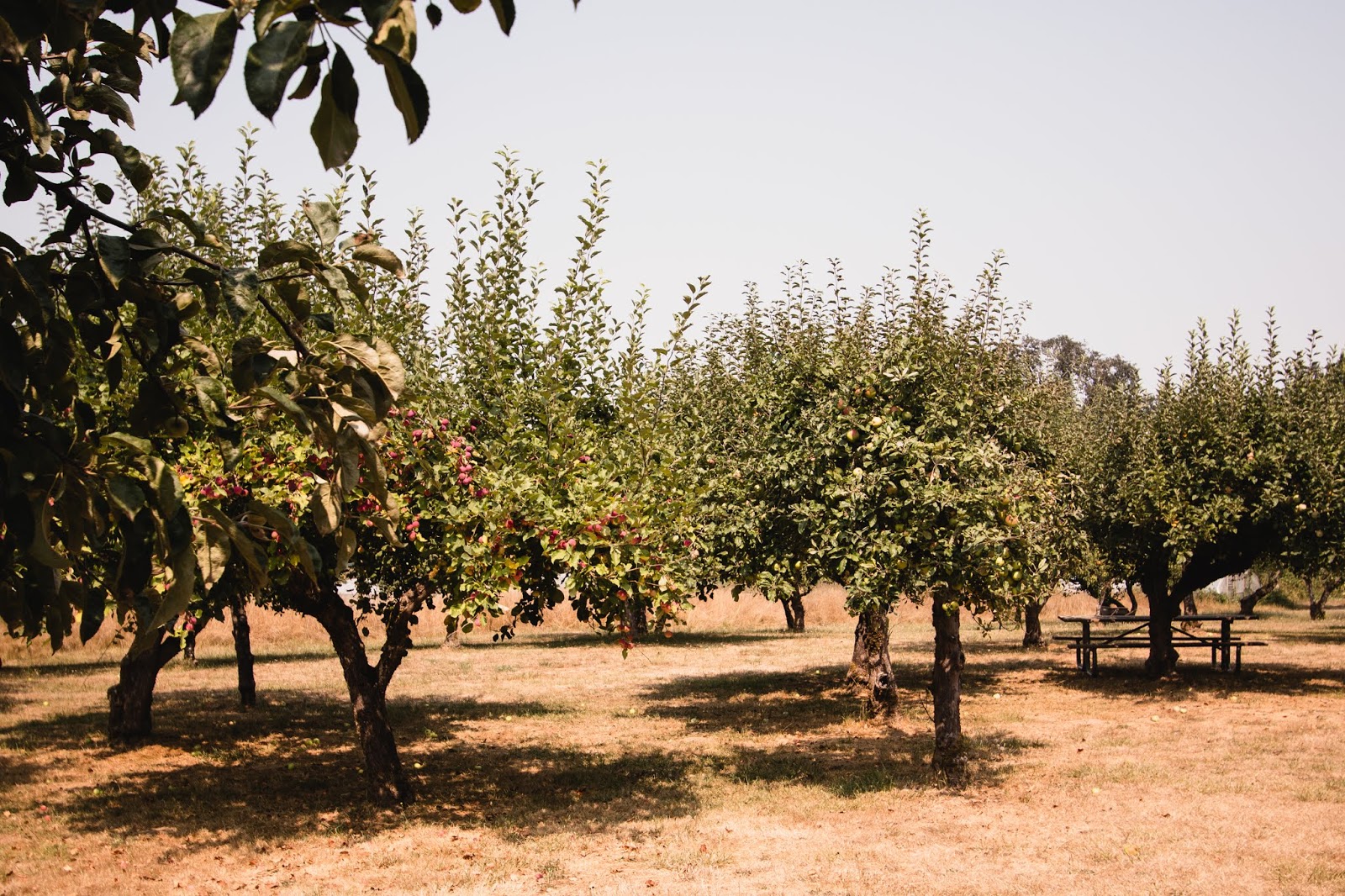 Delights of the Heart Apple Harvest on Sauvie Island