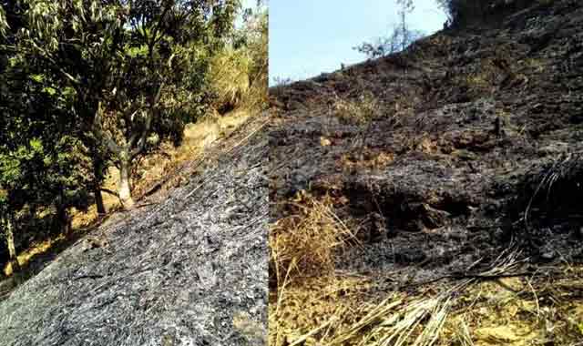 Banskhali fire in the garden created by burning fire! Loss of 2 million বাঁশখালীতে দূর্বিত্তদের আগুনে পুড়ল সৃজিত বাগান! ক্ষয়ক্ষতি ২ লক্ষাধিক