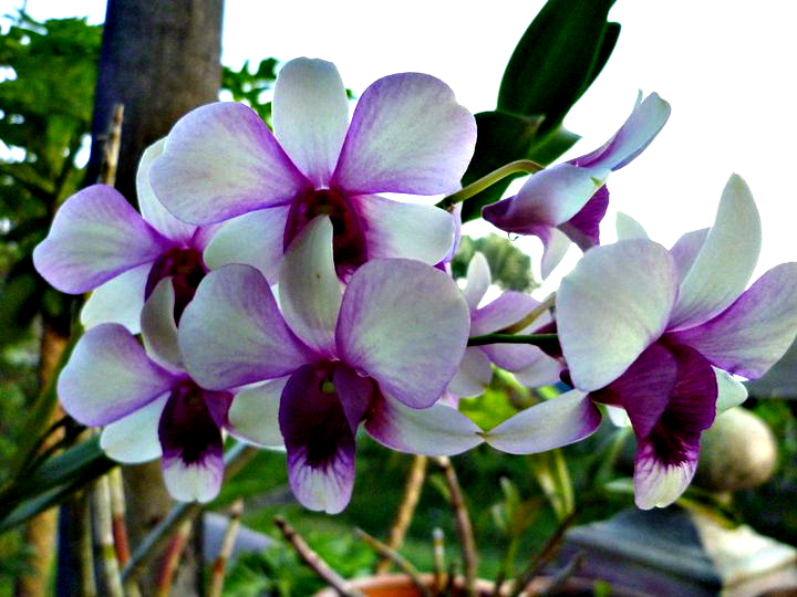 Koleksi Bunga  Orkid  Di Bukit Besi Bukit Besi Blog