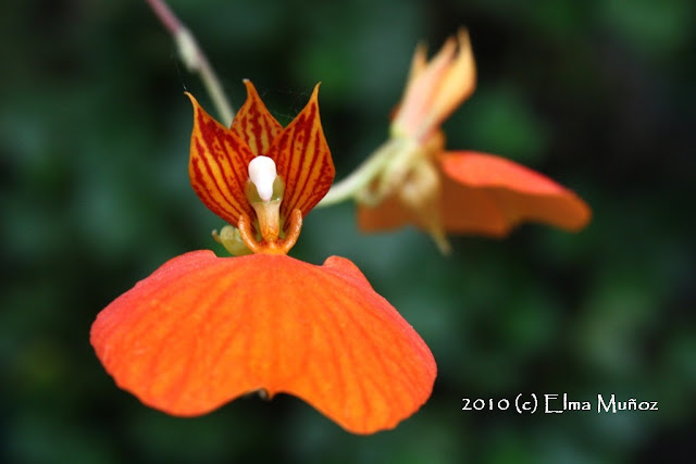 Comparettia Speciosa. Orchid snapshot