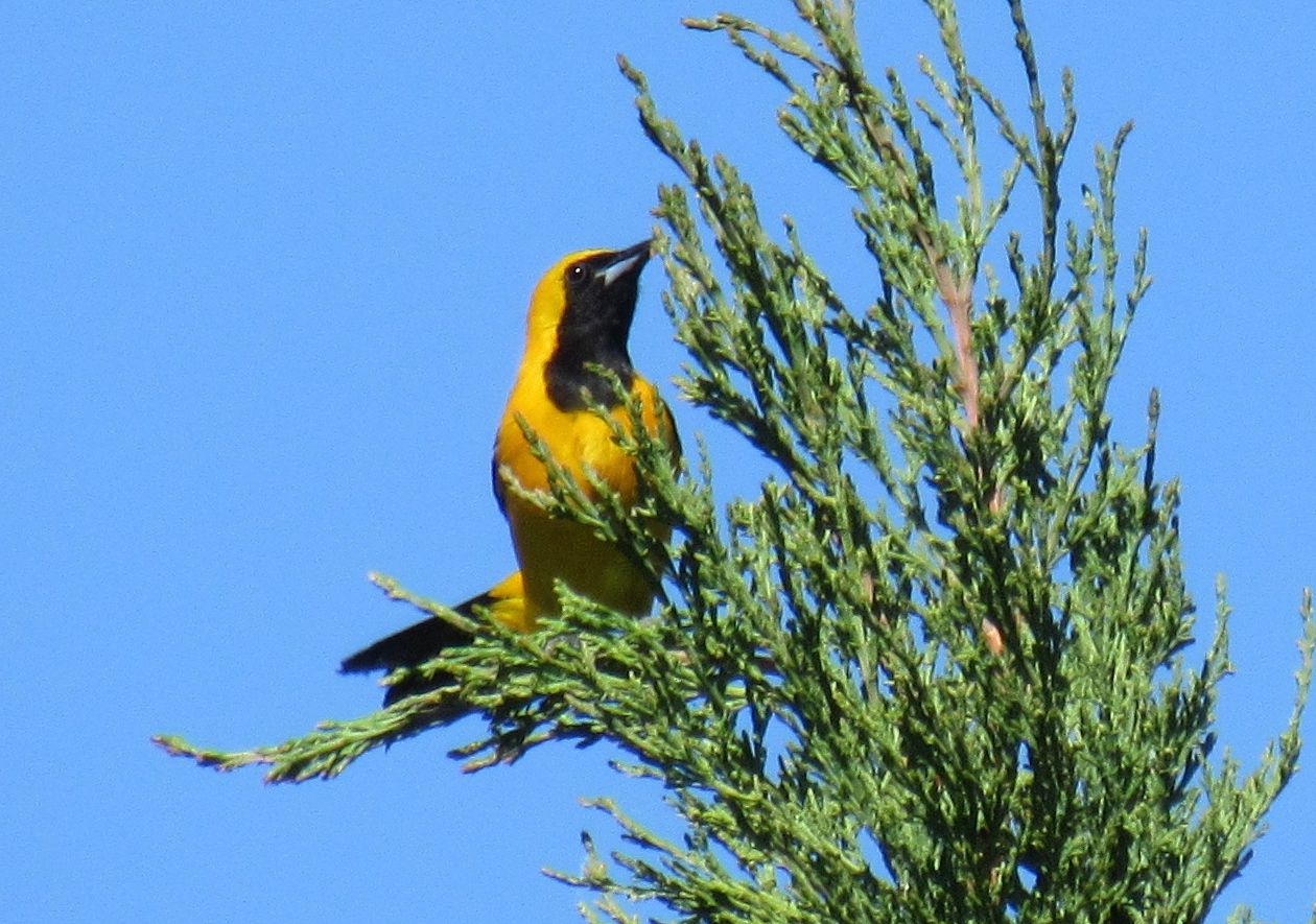 Hooded Orioles My 200th Bird of 2017