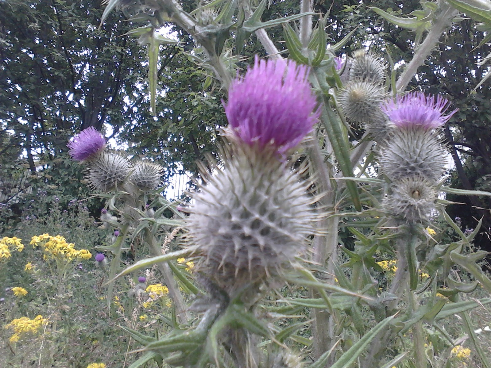 Operation Highlander The Thistle A National Symbol of Scotland
