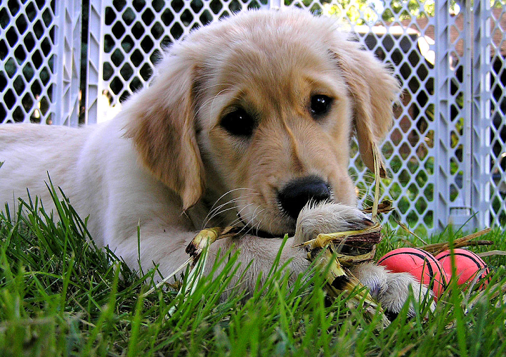 advice-on-bringing-home-a-rescue-dog-australian-dog-lover