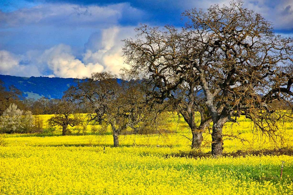 Mustard Field Germany Beautiful Scenery