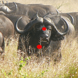 Cape buffalo shot
