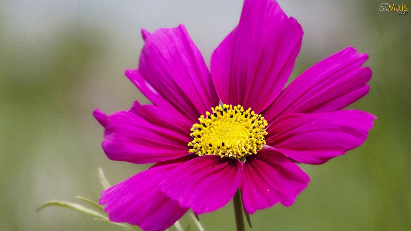 Amantes da Biologia Com Prof. Alan Calvet: Qual a diferença entre flor