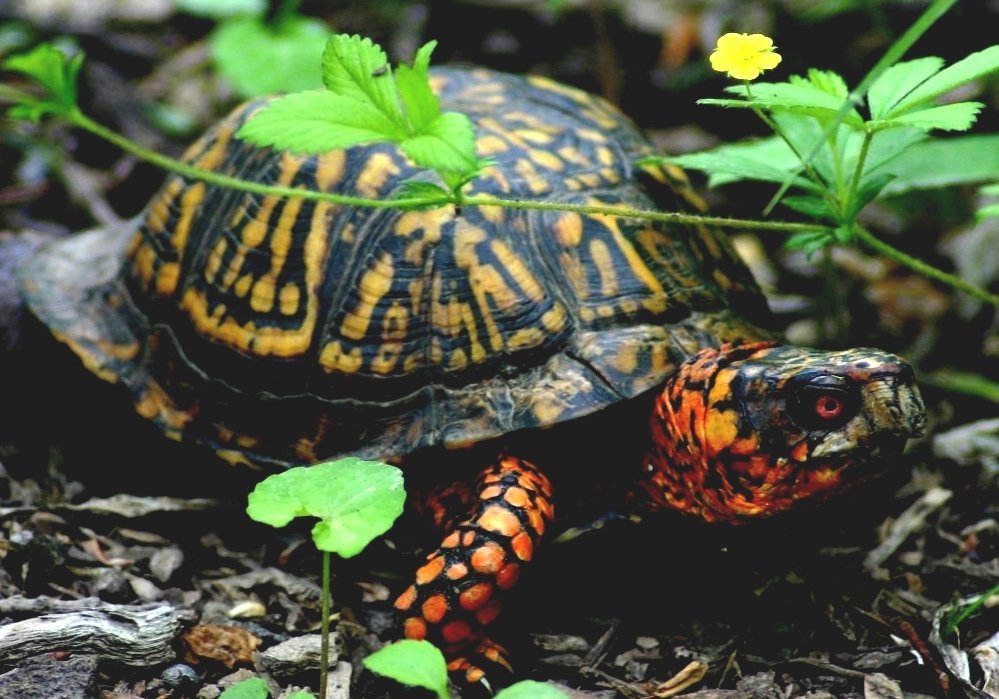Wildlife Of North Carolina Lizards Native To North Carolina