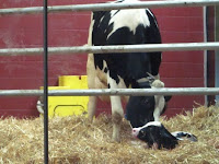 Mother cow giving birth to her calf