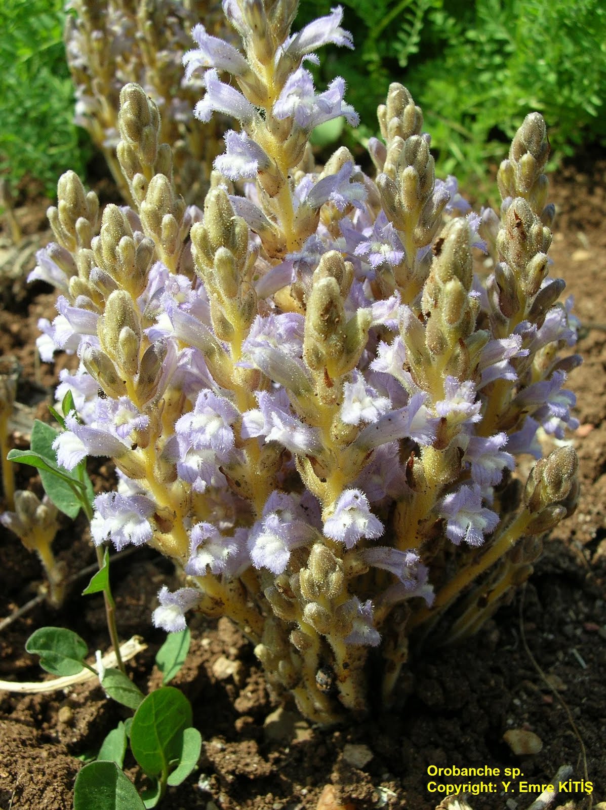 Parazit Yabancı Otlar ve Mücadelesi Canavar otu (Orobanche spp