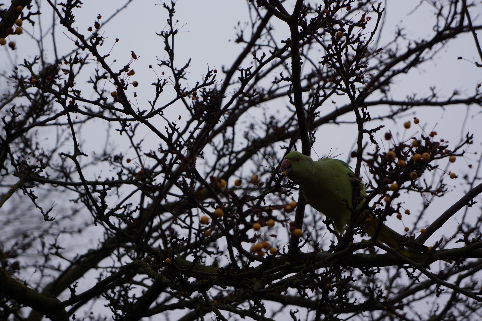 green parrot at hyde park
