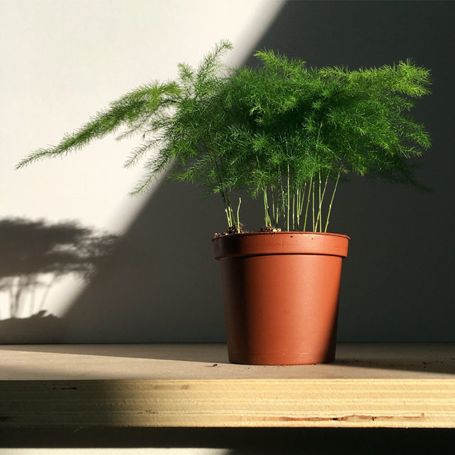 Asparagus Fern