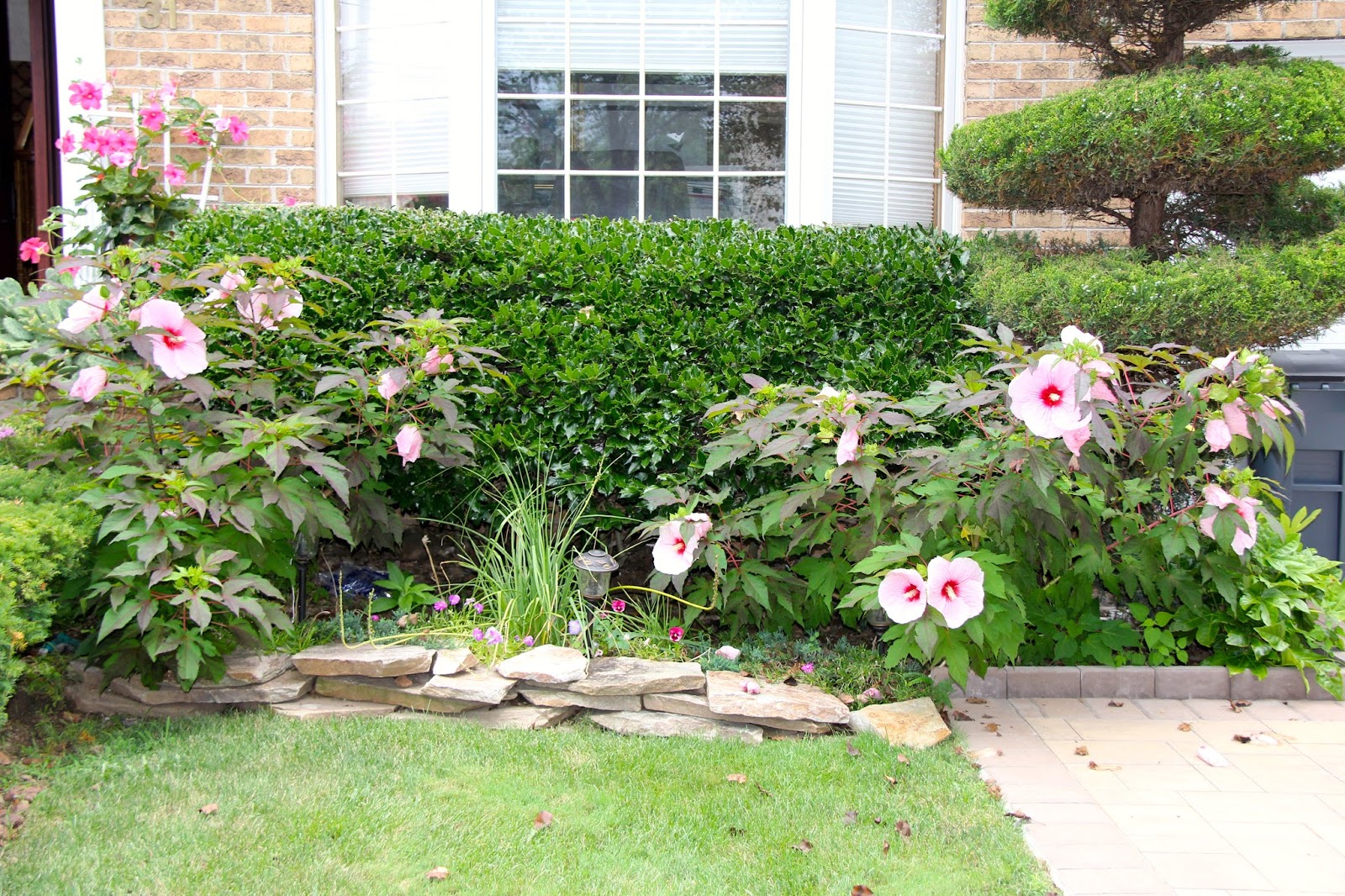 Tropical Gardening in New York City! You NEED Hardy Hibiscus to add