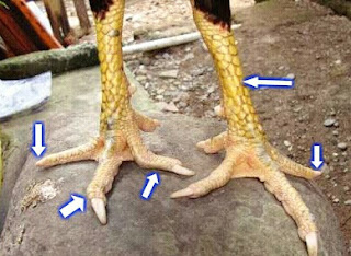 LIHAT 4 CIRI KARAKTER KAKI AYAM PUNYA PUKUL BESAR