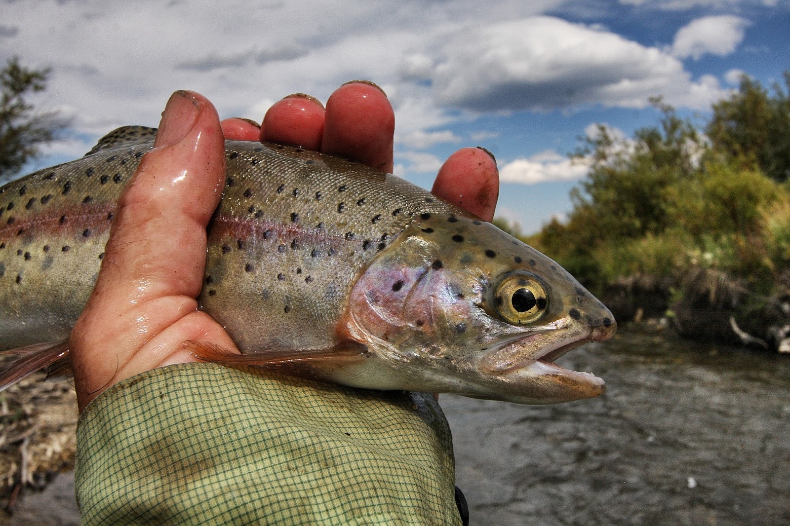 Fly Paper Big Trout in Small Streams Nothing Finer!