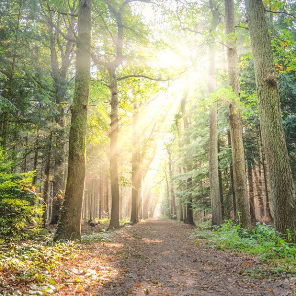 Kolaborasi Kunci Kelestarian Hutan, Sosial dan Ekonomi Masyarakat Desa Sekitar Hutan