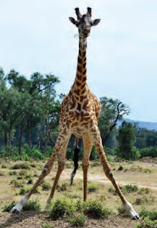 Masai Mara, Heart of the Wild Planet the regal giraffe - kenya