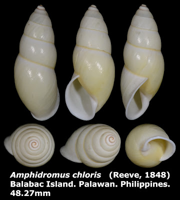 Amphidromus chloris 48.27mm (Lemon white form) 