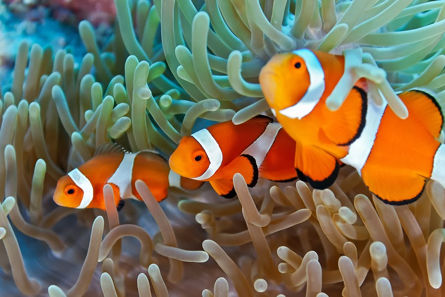 Clownfish in a Coral Reef Clownfish in a Coral Reef