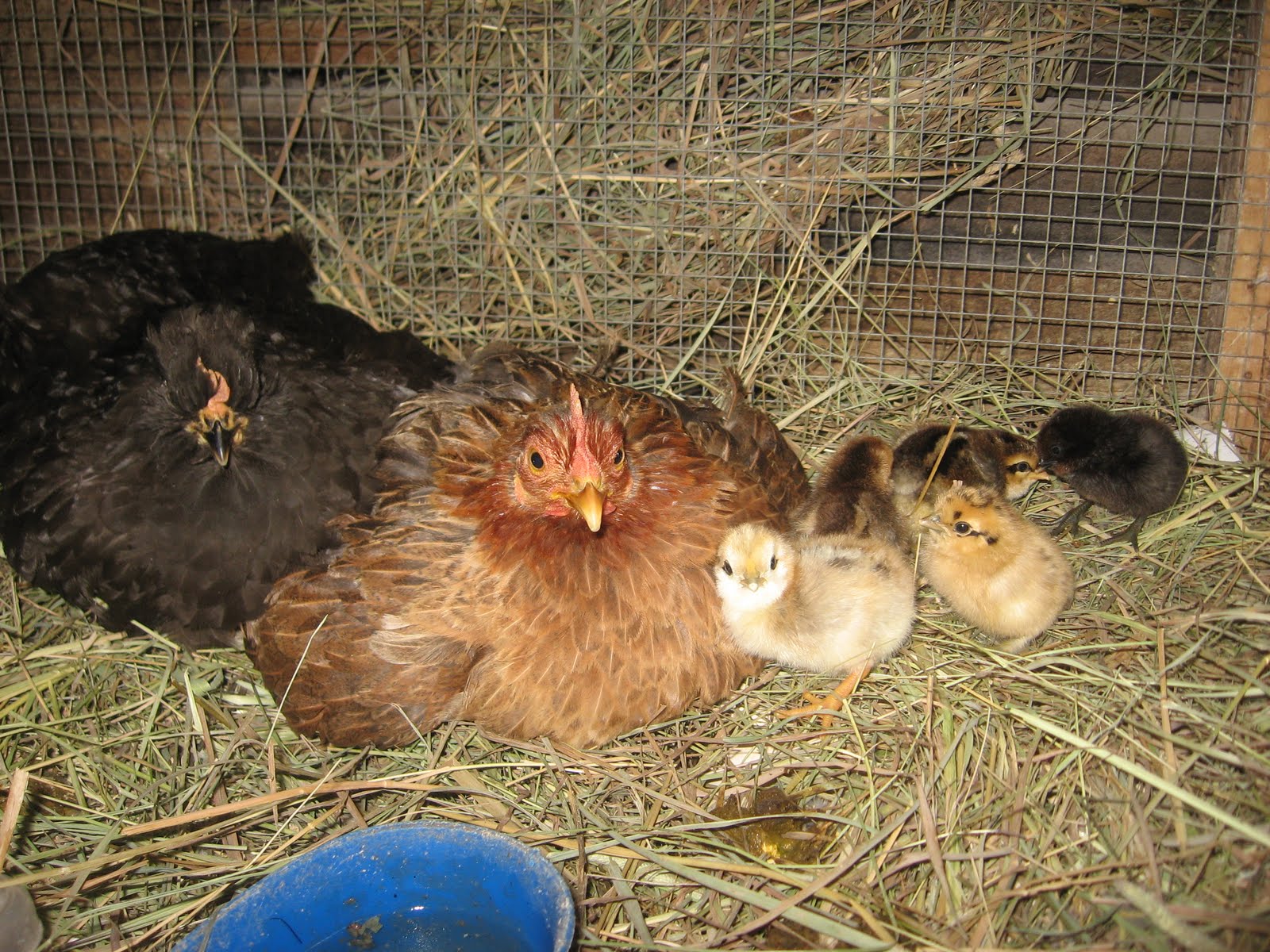 Dicky Bird's Nest Broody Hens are Mamas They Have Chicks!