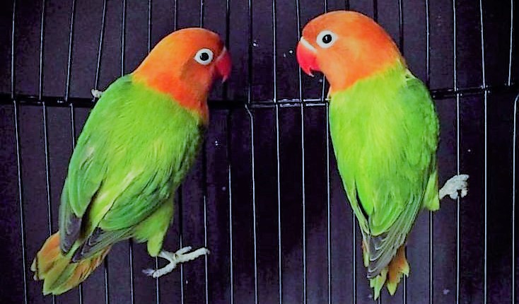 Suara Burung Sogok Ontong Yang Kini Mulai Digemari Oleh Penikmat