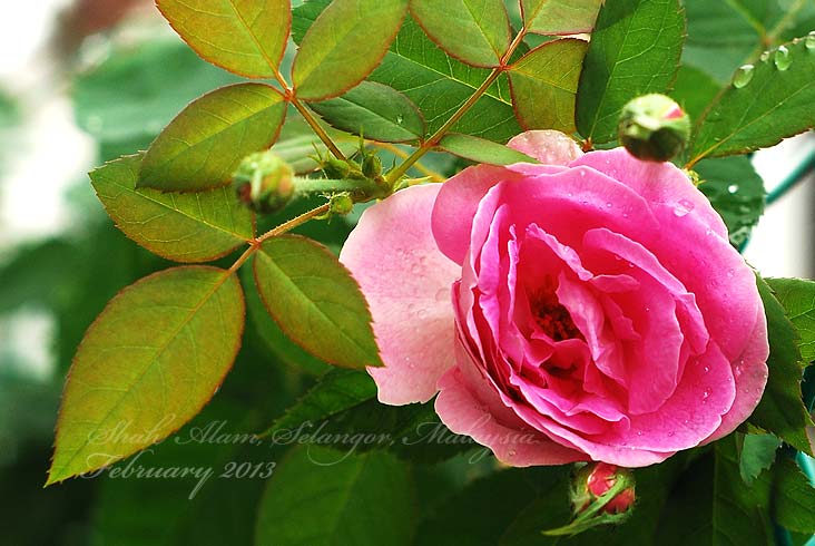 Absolutely Emy Mawar  merah  jambu 