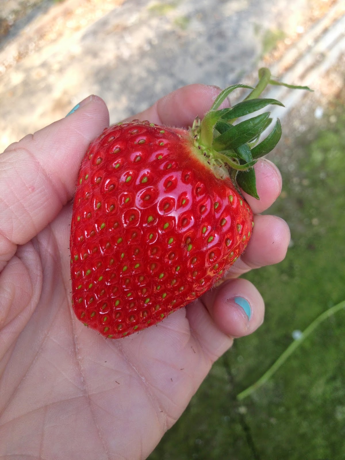 Kristen In Korea! Nonsan Strawberry Festival!