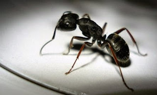 Usir Semut Dengan Memakai Bahan Alami
