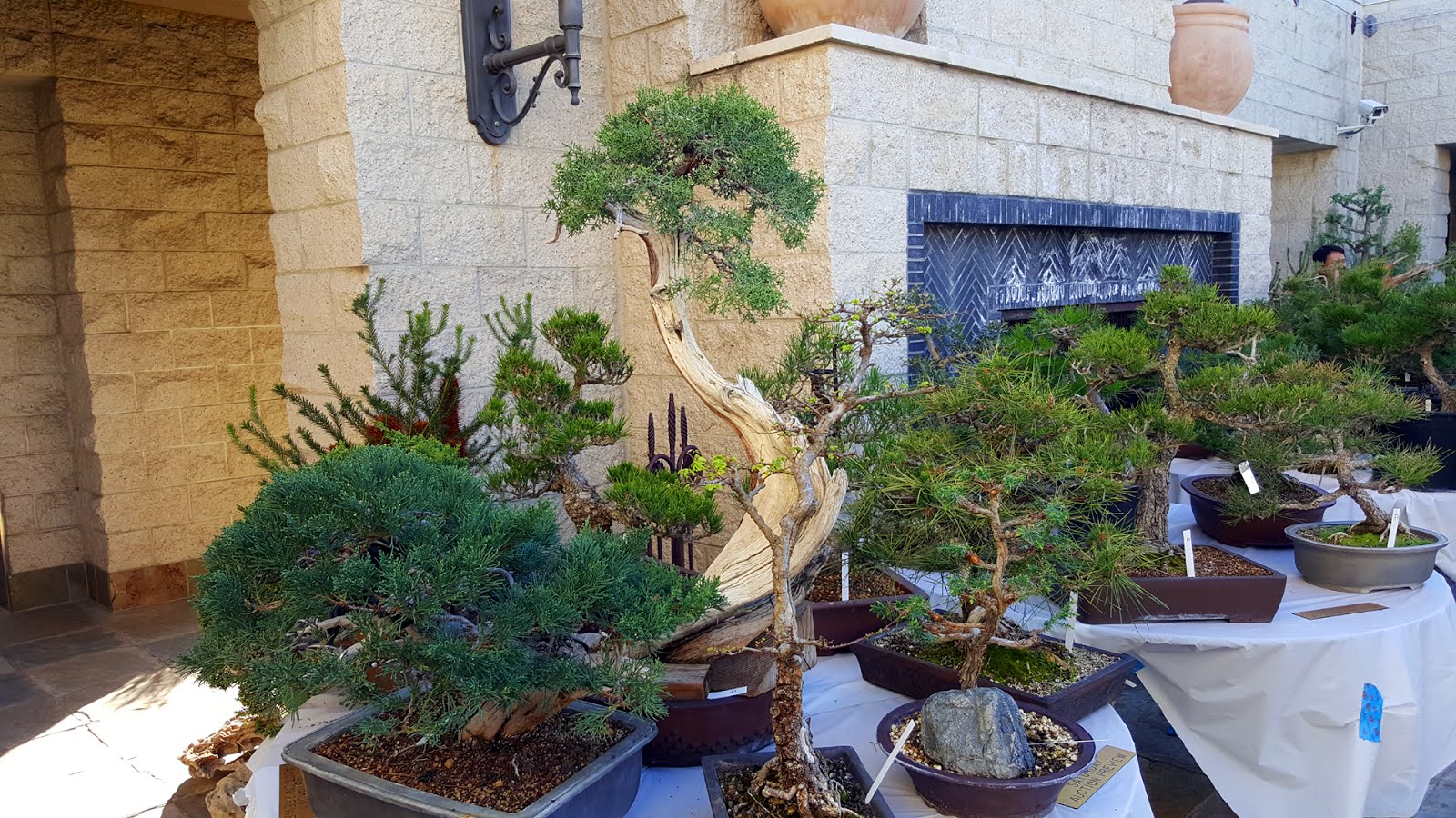 Bonsaimisadventures Bonsaiathon at the Huntington Library