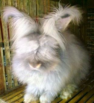 www.Primo.com: Type rabbits in Indonesia.