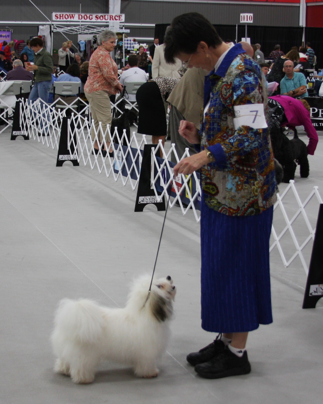 Black Russian Terriers, Bichons & Havanese, Oh My! Hound Club