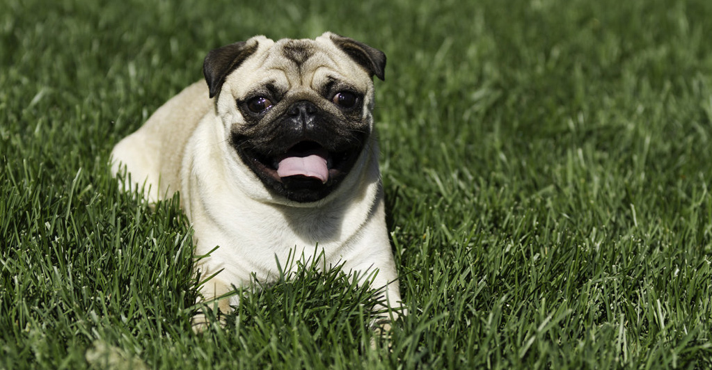 should i get a pug pug australian lover should i get a pug pug australian lover