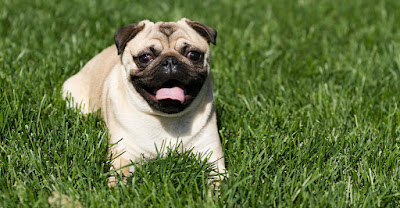 Pug-lying-in-grass-with-tongue-out