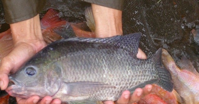 Master Umpan Ikan Nila - Toko Umpan Master Essen 100 % Asli Original