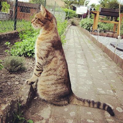 mogu le chat mogu le chat
