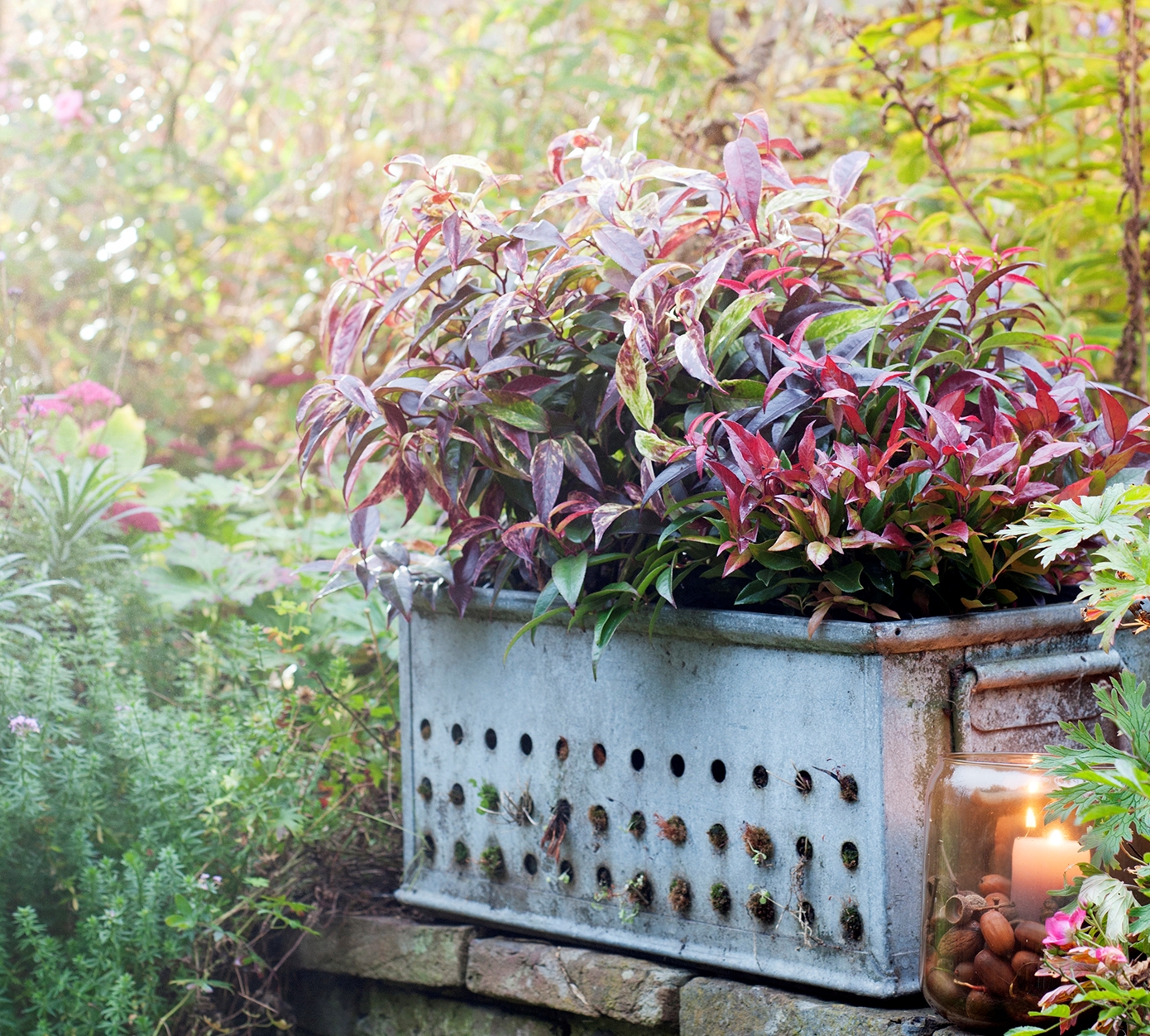 Arbustos decorativos: Leucothoe