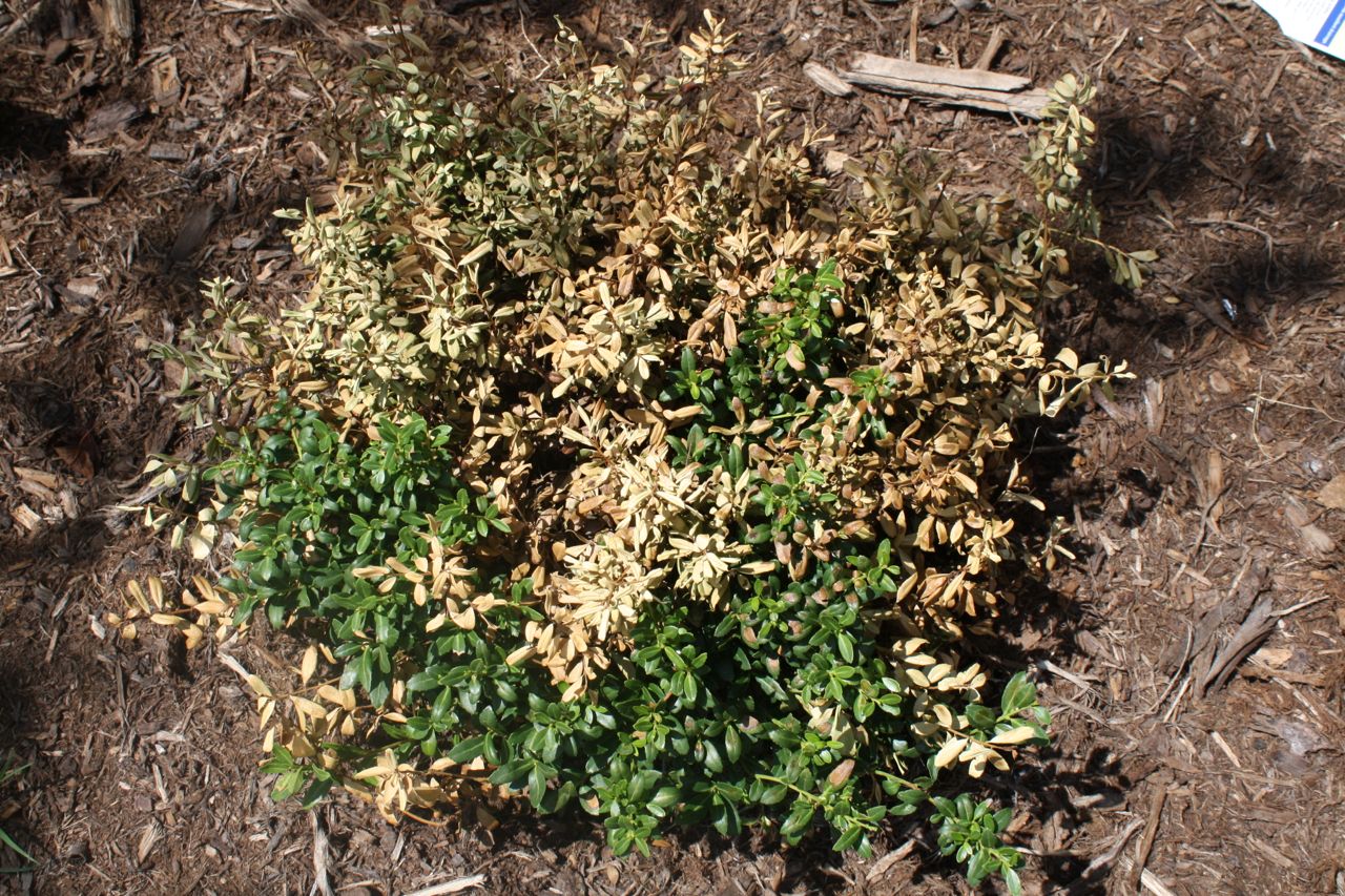 The Roediger House Dying Is the Downside of Landscaping