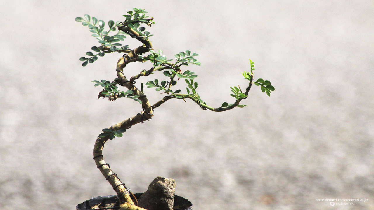 Mame Bonsai Java Cola