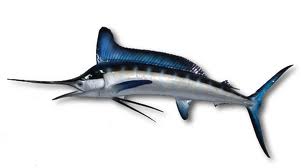 Marlin navegador-de-arquivos-marlin-linux-ubuntu