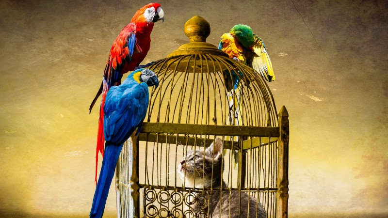 Little Cat and Parrots