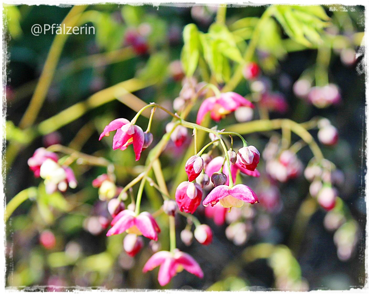 Freude am Garten Stippvisite im Garten Elfenblumen blühen auf