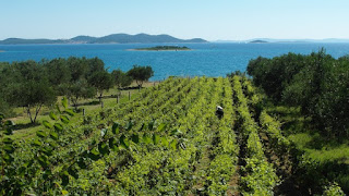 Croatian vineyard in Dalmatia by Andrej Neuherz