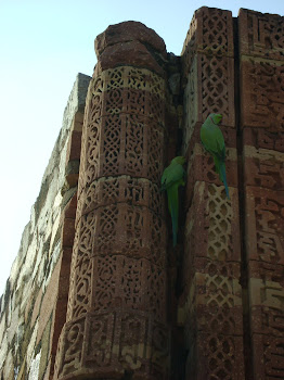 parrot love birds at Qutub Minar, Delhi, India