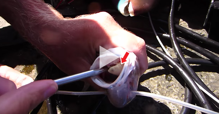 Sea parasite that eat and replaces its victim's tongue