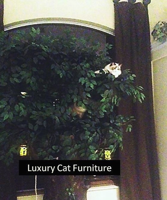 Large Custom Cat Furniture Designer Pet Furniture