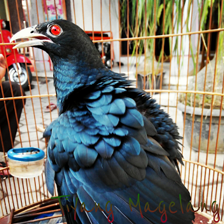 Download Suara Burung Tuwu Full Untuk Masteran Tips Merawat