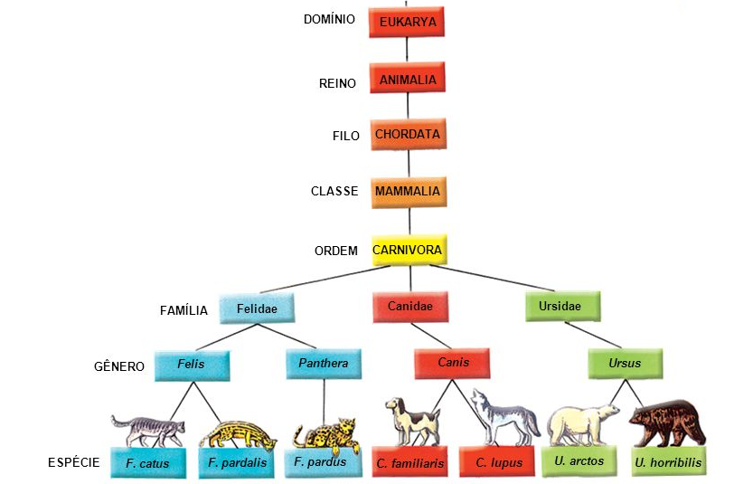Exemplos De Nomenclatura Dos Seres Vivos