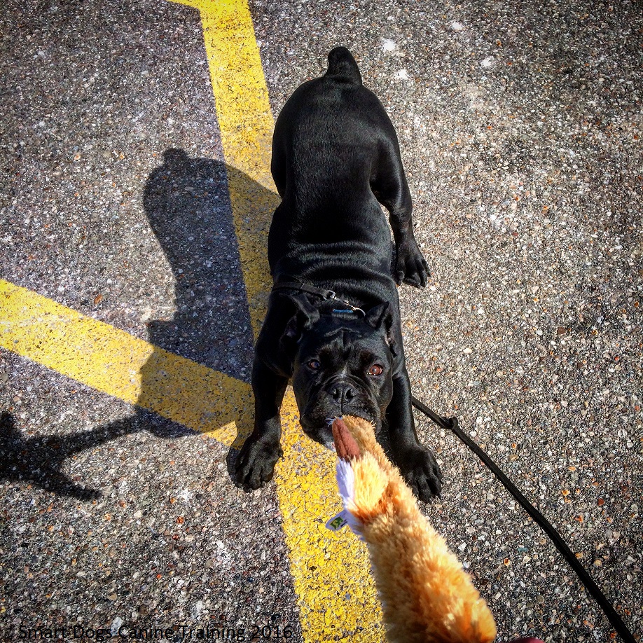 Dog Training Milton Ontario Dog Training Milton Ontario