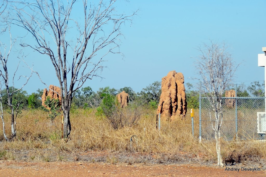 Термитник (Mound-building termites)