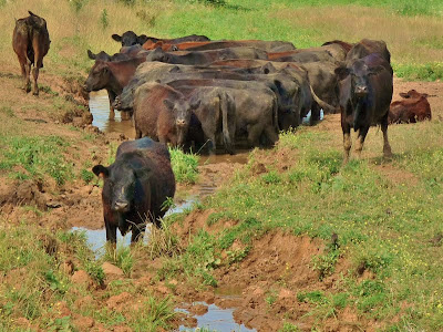 Cows cooling off in the mudhole
