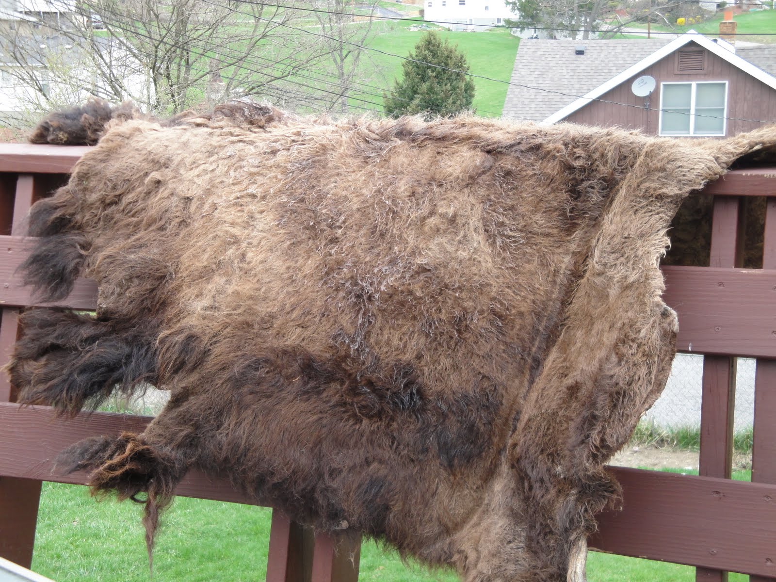 My Country Roads Wild and Wonderful Buffalo Skin